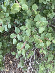 Rhamnus ilicifolia