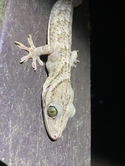 Gekko smithii