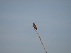 Buteo buteo