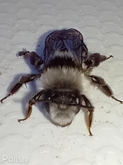 Andrena cineraria