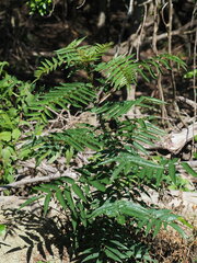 Zanthoxylum ailanthoides