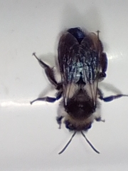 Andrena cineraria