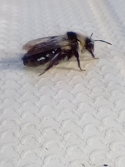 Andrena cineraria