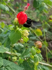 Xylocopa