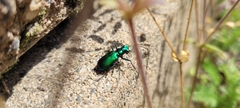 Cicindela denikei