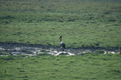 Ephippiorhynchus senegalensis