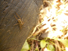 Acantholycosa lignaria