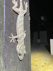 Gekko smithii