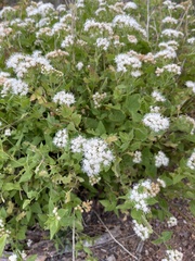 Ageratina herbacea