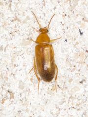 Allopoda lutea