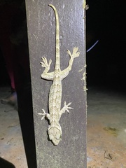 Gekko smithii
