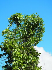 Neoalsomitra clavigera