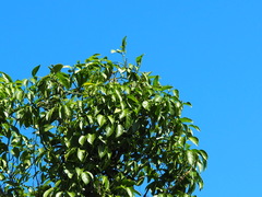 Neoalsomitra clavigera