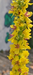 Verbascum phlomoides
