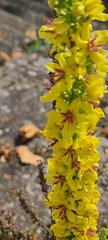 Verbascum phlomoides