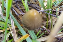 Psilocybe semilanceata