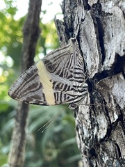 Colobura dirce dirce