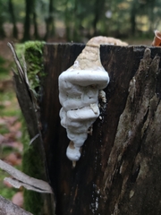 Neoantrodia serialis