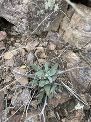 Dudleya saxosa collomiae