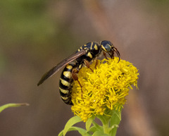 Myzinum quinquecinctum