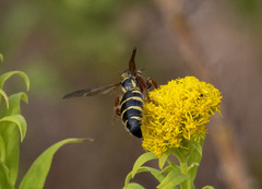 Myzinum quinquecinctum
