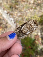 Megatibicen dealbatus