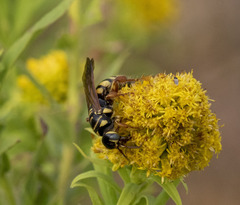 Myzinum quinquecinctum