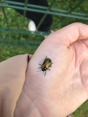 Chrysolinina
