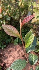 Cotoneaster coriaceus