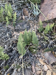 Myriopteris covillei