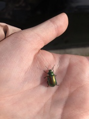 Chrysolinina