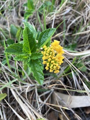 Lantana montevidensis
