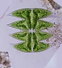 Micrasterias laticeps