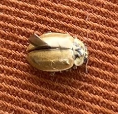 Aphidecta obliterata
