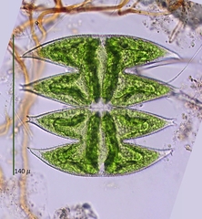 Micrasterias laticeps