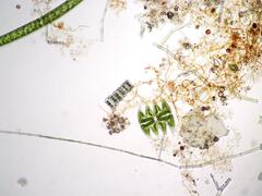 Micrasterias laticeps