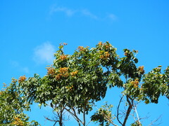Sapindus mukorossi