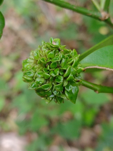 Pisphondylia brasiliensis