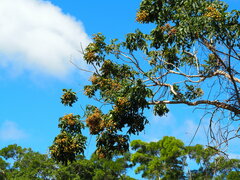 Sapindus mukorossi