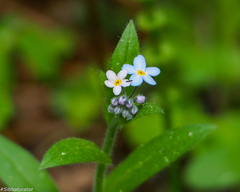 Myosotis krylovii