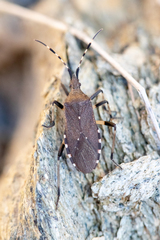 Dicranocephalus agilis