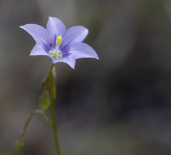 Wahlenbergia undulata