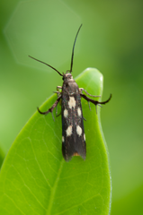 Eretmocera impactella