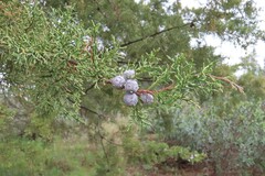 Cupressus lusitanica