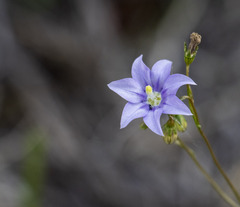 Wahlenbergia undulata
