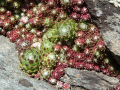 Sempervivum arachnoideum