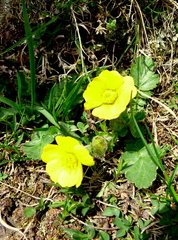 Geum montanum