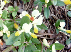 Polygaloides chamaebuxus