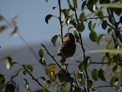 Passer domesticus