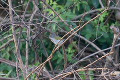 Camaroptera brachyura